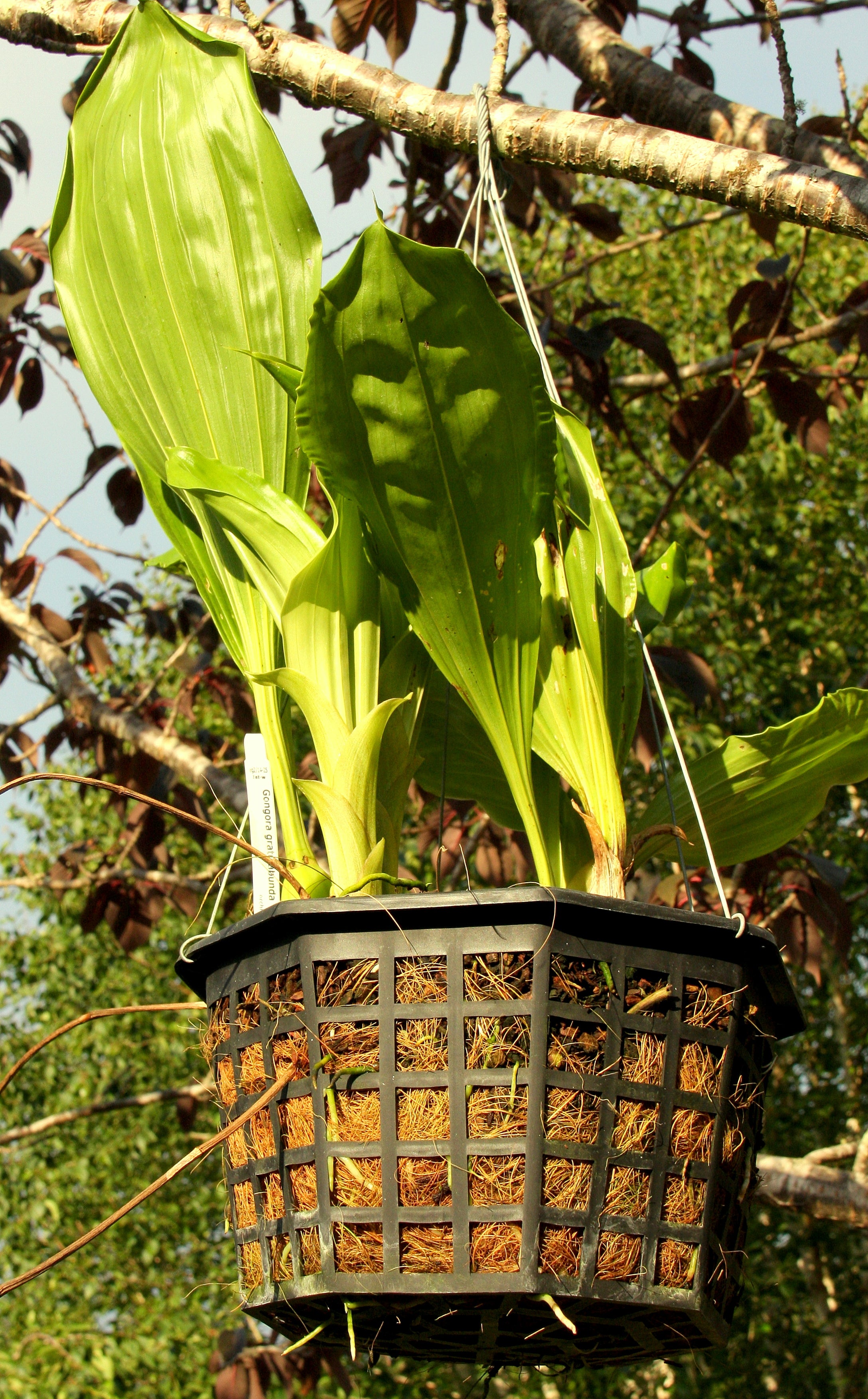 coconut fibre indoor plants Coconut Fiber for Potting and Mounting – Orchids for the People