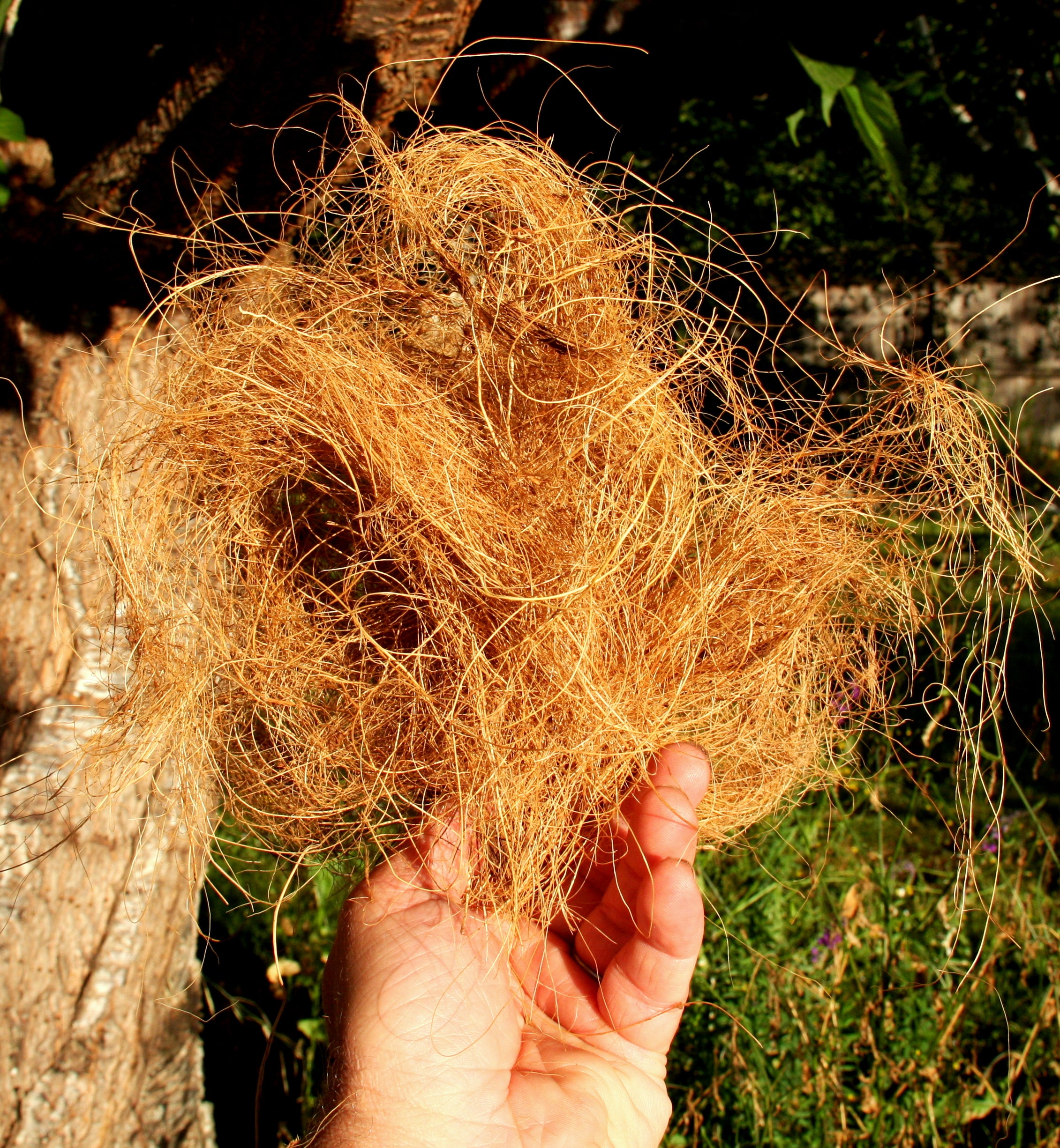 coconut palm fiber Coconut Fiber for Potting and Mounting – Orchids for the People