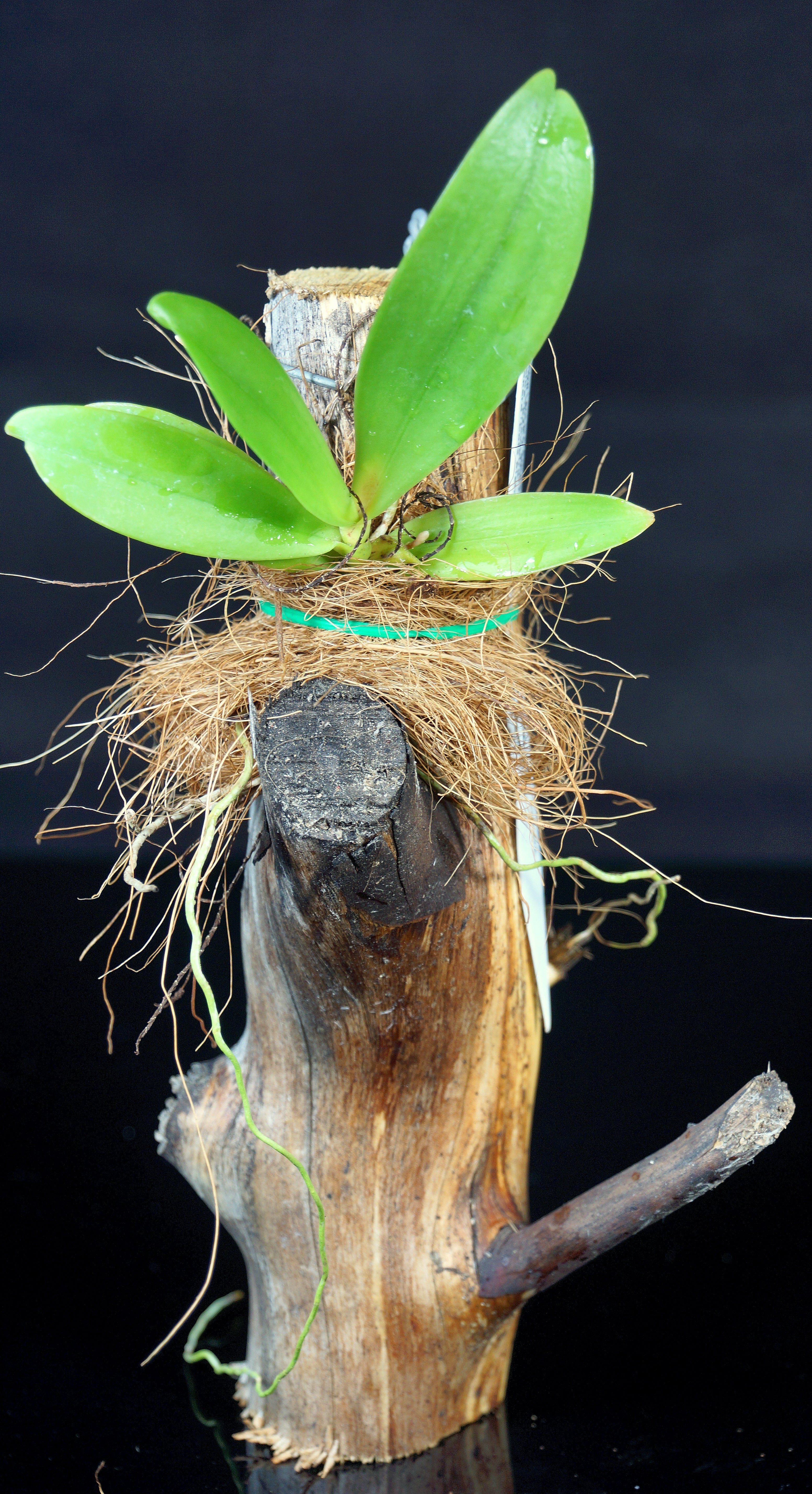 coconut fibre for pot plants Coconut Fiber for Potting and Mounting – Orchids for the People
