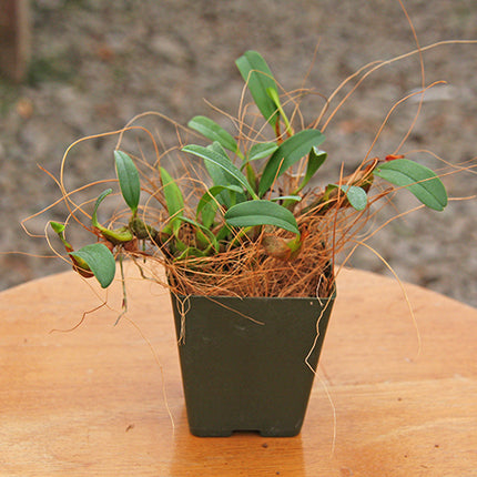 Coconut Fiber for Potting and Mounting - Orchids for the People