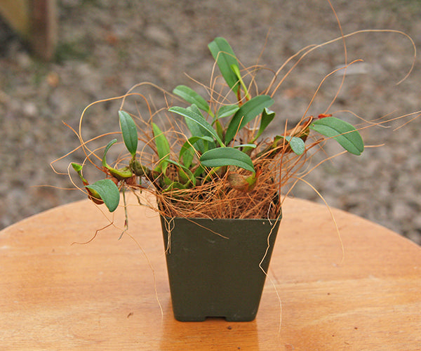 coconut fibre for pot plants Coconut Fiber for Potting and Mounting – Orchids for the People
