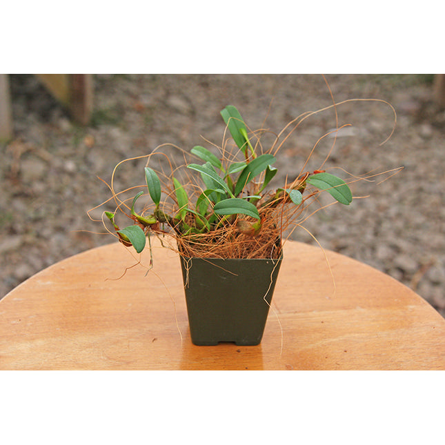 Coconut Fiber for Potting and Mounting - Orchids for the People