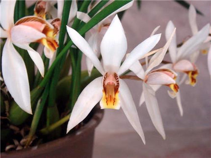 Coelogyne viscosa - Orchids for the People