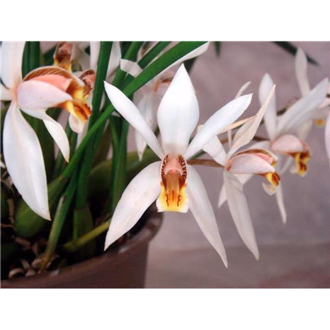 Coelogyne viscosa - Orchids for the People