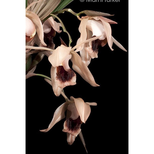 Coelogyne xyrekes - Orchids for the People