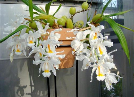 Coelogyne cristata - Orchids for the People