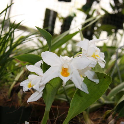 Coelogyne mooreana - Orchids for the People