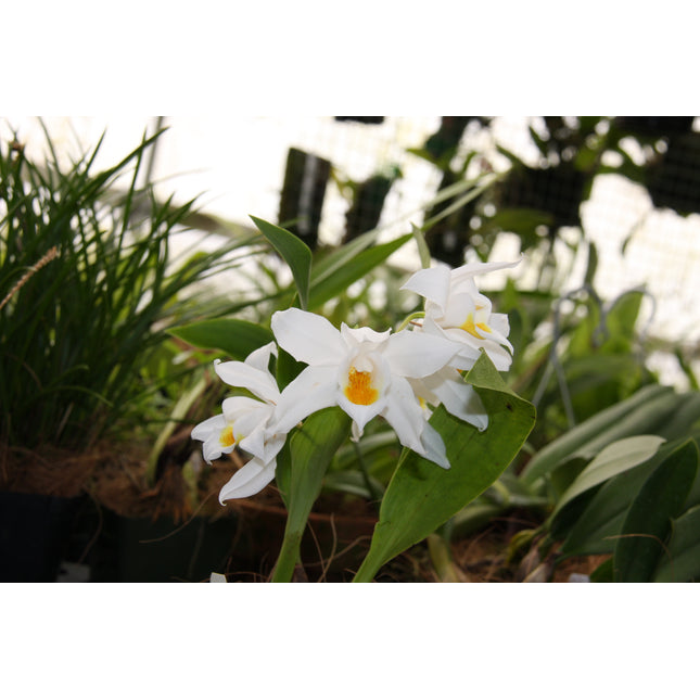 Coelogyne mooreana - Orchids for the People