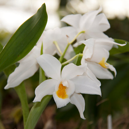 Coelogyne mooreana - Orchids for the People