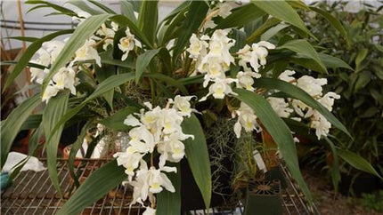 Coelogyne Unchained Melody - Orchids for the People