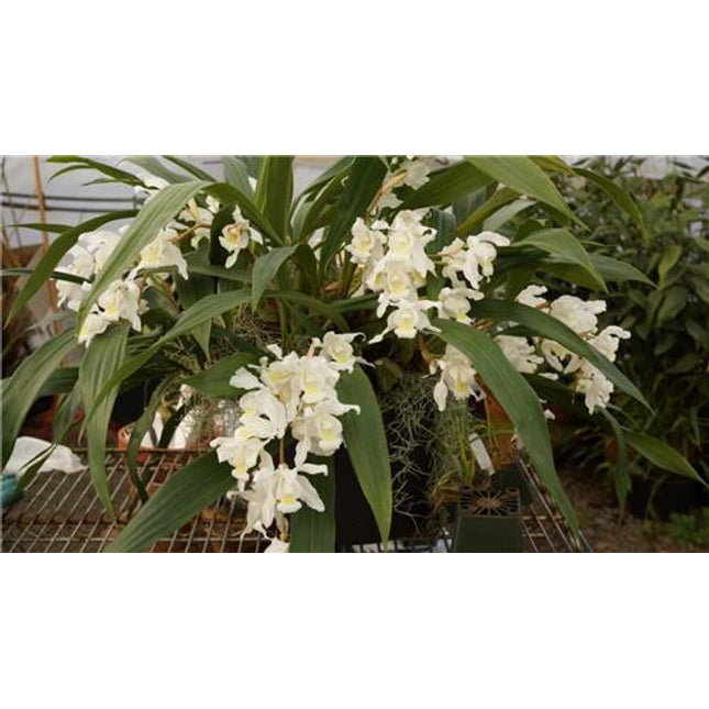 Coelogyne Unchained Melody - Orchids for the People