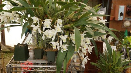 Coelogyne Unchained Melody - Orchids for the People