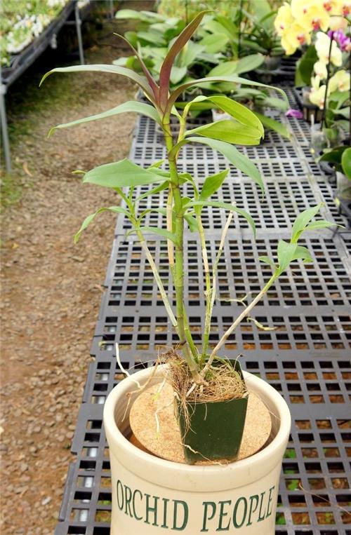 Epidendrum coronatum x Epidendrum scriptum – Orchids for the People