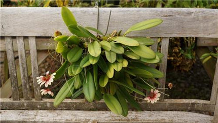 Bulbophyllum Daisy Chain - Orchids for the People