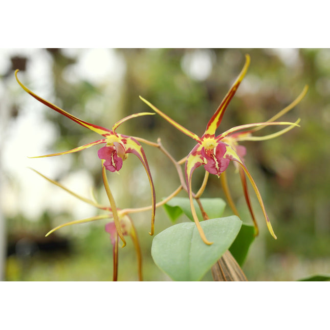 Dendrobium Pauline Rankin - Orchids for the People