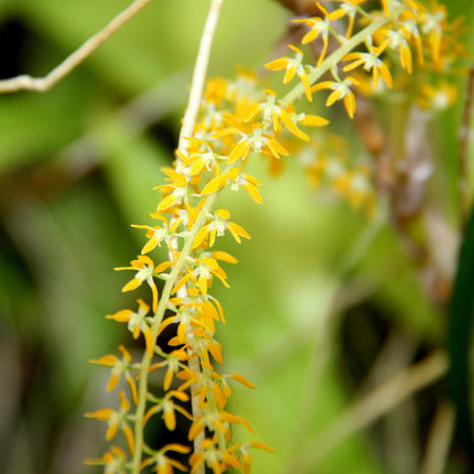 Dendrochilum pallidiflavens - Orchids for the People