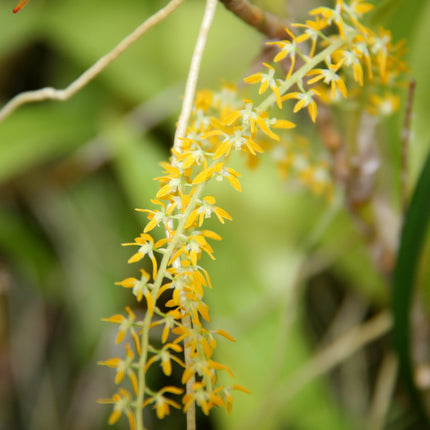 Dendrochilum pallidiflavens - Orchids for the People