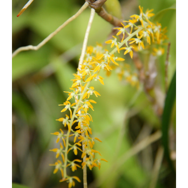 Dendrochilum pallidiflavens - Orchids for the People