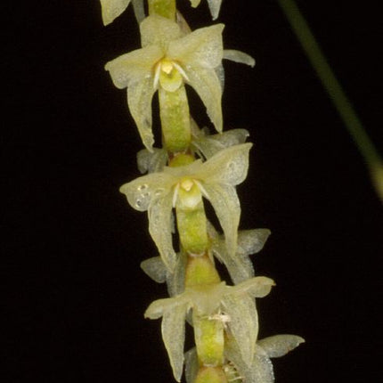 Dendrochilum stenophyllum - Orchids for the People