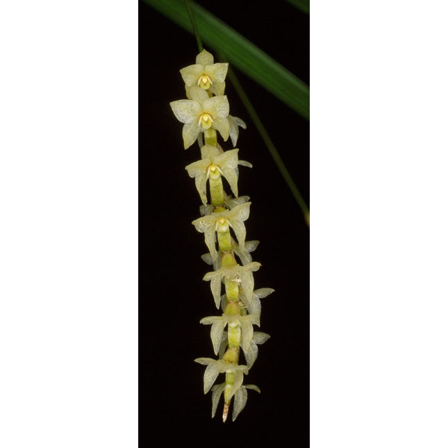 Dendrochilum stenophyllum - Orchids for the People