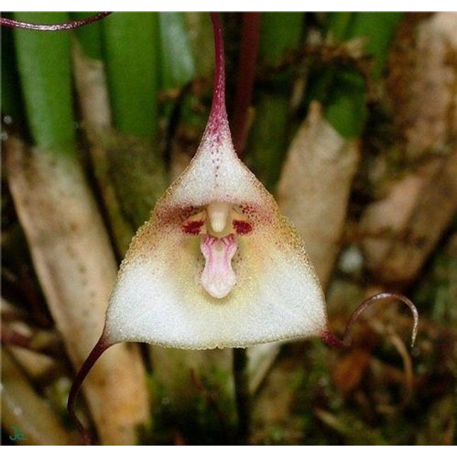 Dracula felix - Orchids for the People