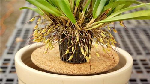 dracula house plant Dracula felix – Orchids for the People