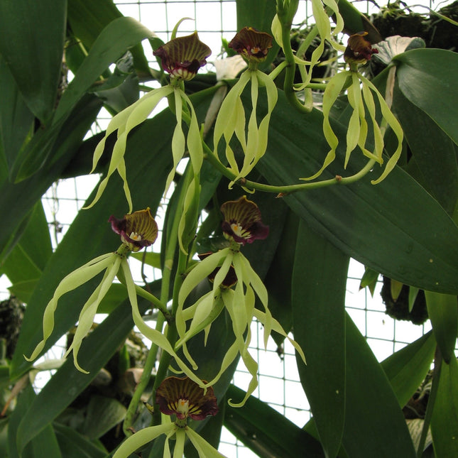 Anacheilium cochleatum - Orchids for the People