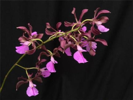 Epidendrum coronatum x Encyclia cordigera - Orchids for the People