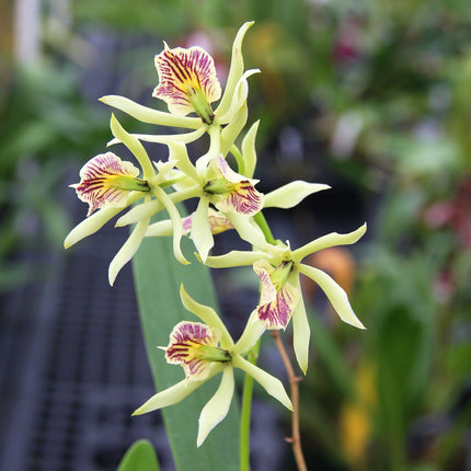 Panarica brassavolae x Anacheilium radiatum (syn Encyclia brassavolae x Encyclia radiata) - Orchids for the People