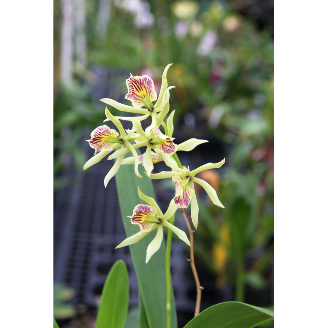 Panarica brassavolae x Anacheilium radiatum (syn Encyclia brassavolae x Encyclia radiata) - Orchids for the People