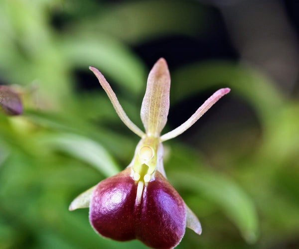 Epidendrum neoporpax – Orchids for the