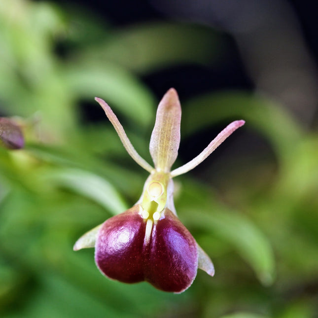 Epidendrum neoporpax - Orchids for the People