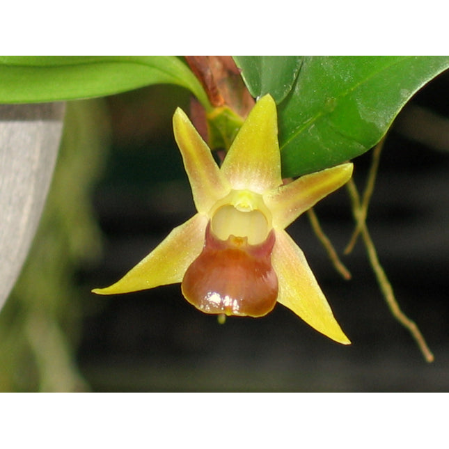 Epigeneium nakaharaei - Orchids for the People