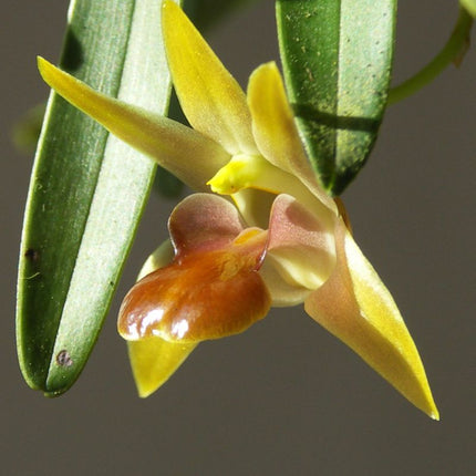 Epigeneium nakaharaei - Orchids for the People