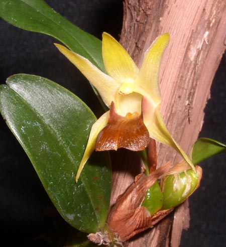 Epigeneium nakaharaei Orchids for the People