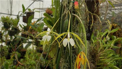 Epidendrum parkinsonianum - Orchids for the People