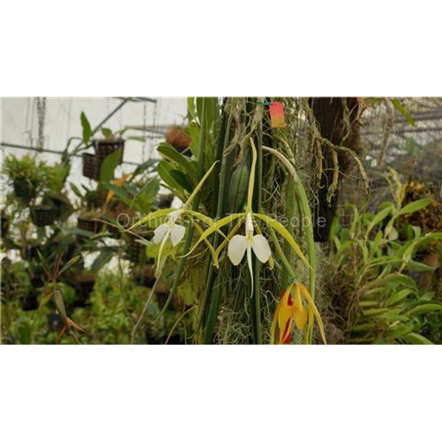 Epidendrum parkinsonianum - Orchids for the People