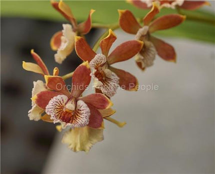 Anacheilium gilbertoi (syn Encyclia gilbertoi) - Orchids for the People