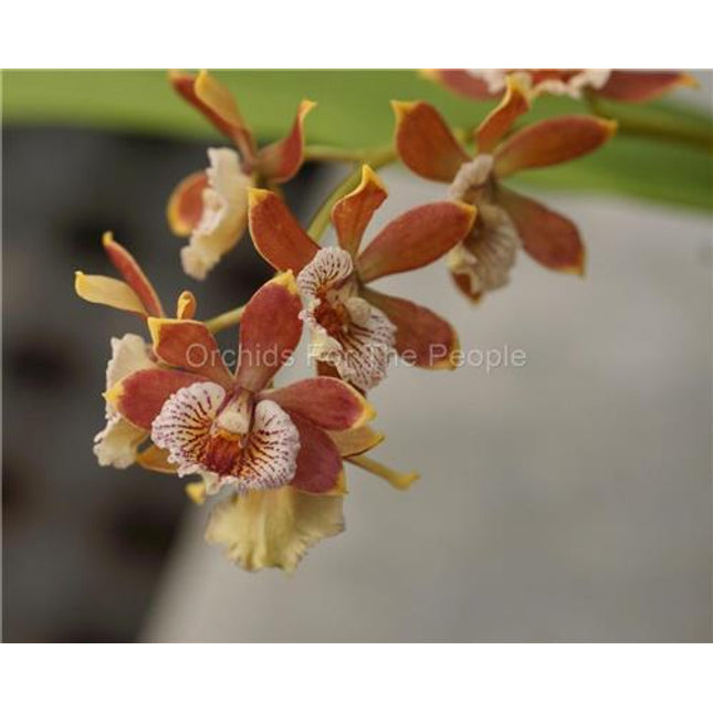 Anacheilium gilbertoi (syn Encyclia gilbertoi) - Orchids for the People