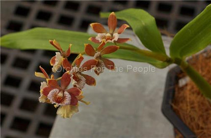 Anacheilium gilbertoi (syn Encyclia gilbertoi) - Orchids for the People