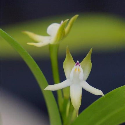 Hormidium pygmaeum (syn. Encyclia pygmaea) - Orchids for the People