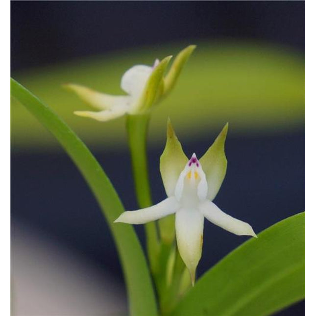 Hormidium pygmaeum (syn. Encyclia pygmaea) - Orchids for the People