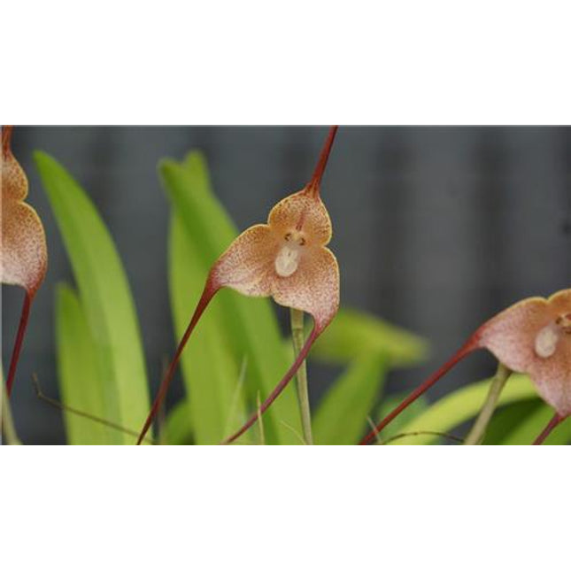 Dracula houtteana - Orchids for the People