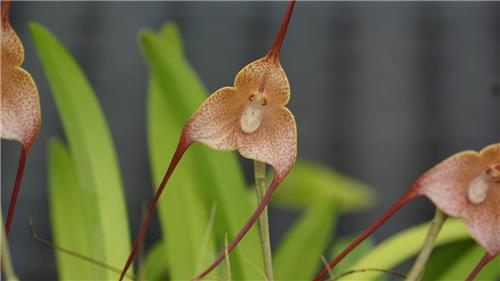 dracula plant indoor Dracula houtteana – Orchids for the People