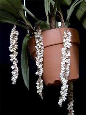 Pholidota imbricata - Orchids for the People