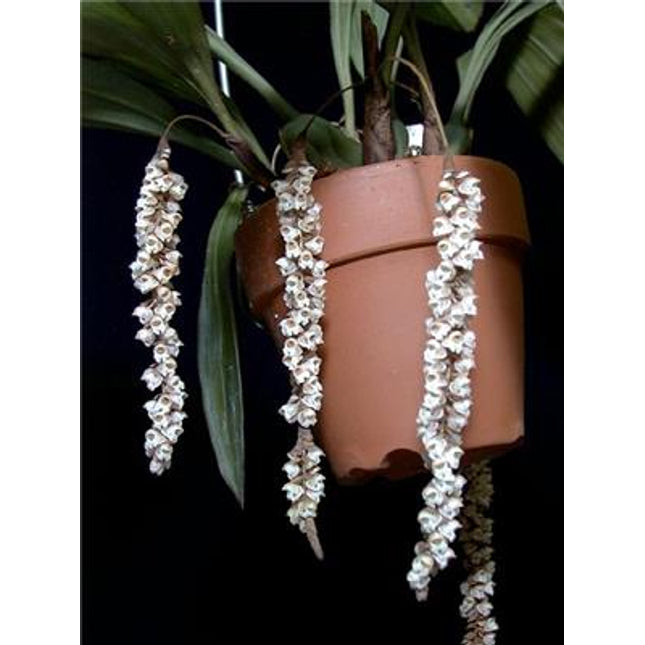 Pholidota imbricata - Orchids for the People