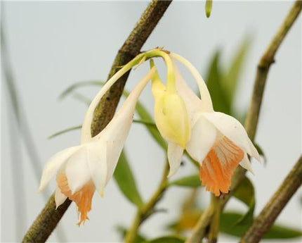 Dendrobium longicornu - Orchids for the People