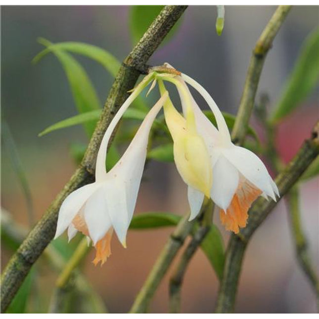Dendrobium longicornu - Orchids for the People