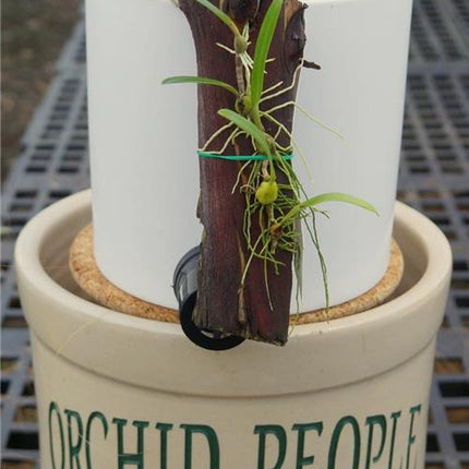 Bulbophyllum lopalanthum - Orchids for the People