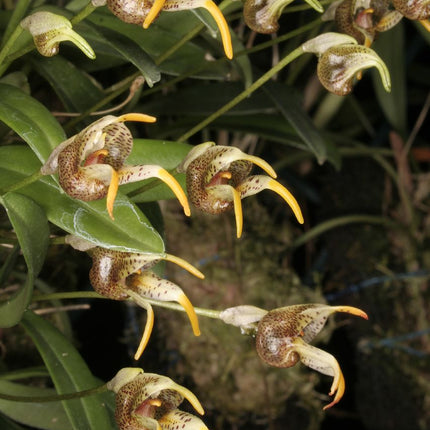 Masdevallia dynastes - Orchids for the People